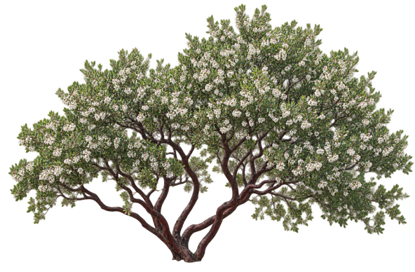 Vine Hill Manzanita elevation