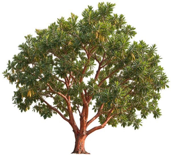 Pacific Madrone elevation