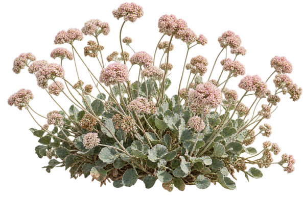 Coast Buckwheat elevation