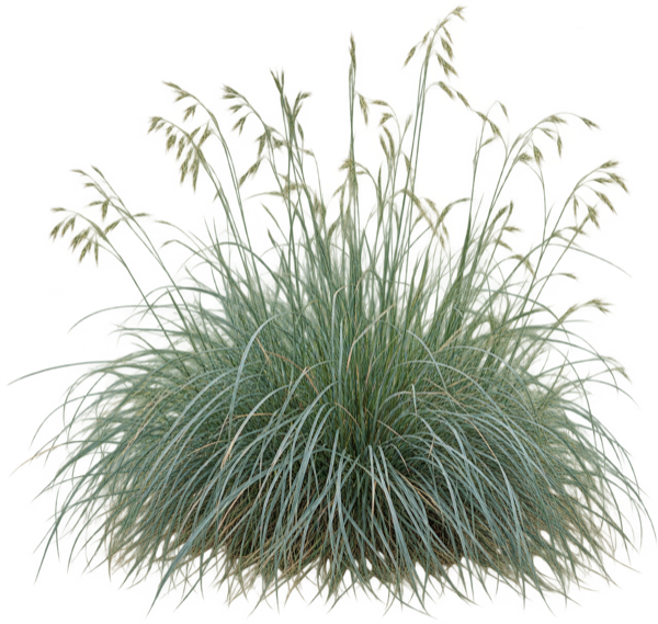 California Fescue elevation