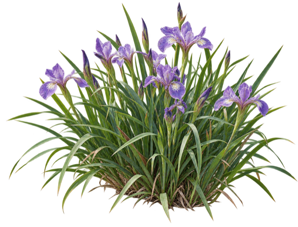 Douglas Iris elevation