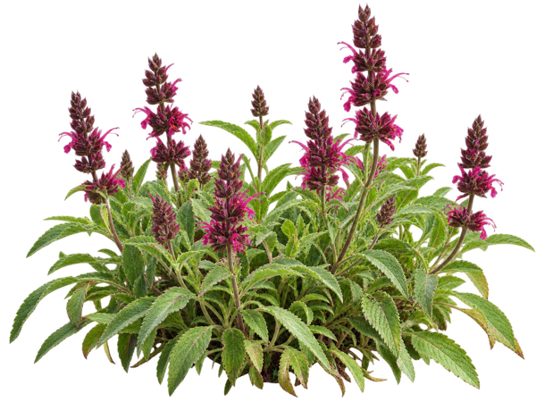 Hummingbird Sage elevation